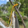 Wazoo - Foraging BandaNET